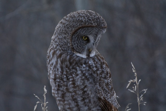 Free Great Gray Owl Owl photo and picture