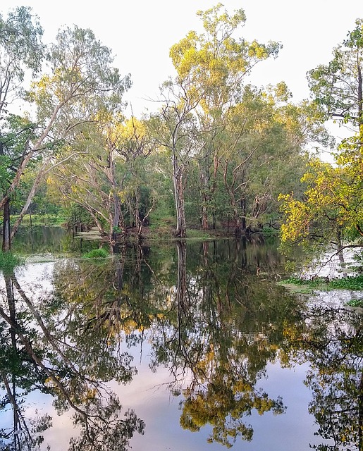 Free Tree Nature photo and picture