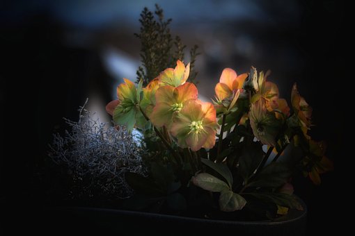 Free Flower Flower Wallpaper photo and picture