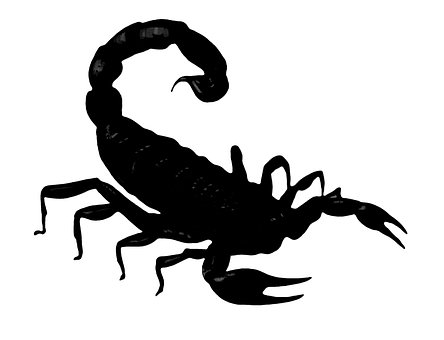 Skorpion, Kontur, Schatten, Achtung