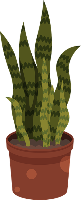 Snake Pflanze, Zimmerpflanze, Pflanze