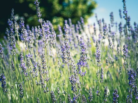 Lavendel, Blomster, Plante, Pigge