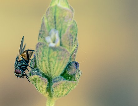 Blomst, Lavandula Serrata, Insekt, Øjne