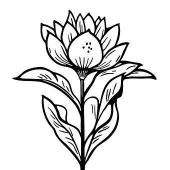 Flor, Naturaleza, Flora, Floral, Pétalos