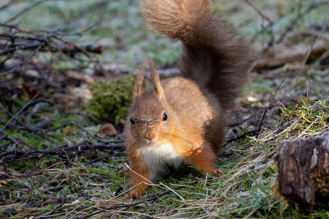 Red Squirrel Nature Free Photo On Pixabay Red Squirrel 9465961 1280