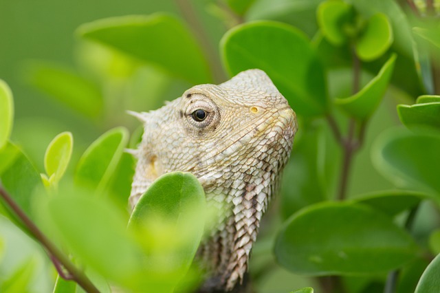Reptil, Lagarto, Geco, Naturaleza