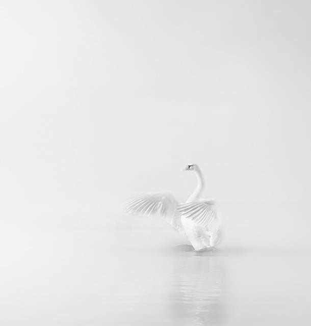 Hvid, Svane, Fugl, Natur, Dyr, Sø, Vand