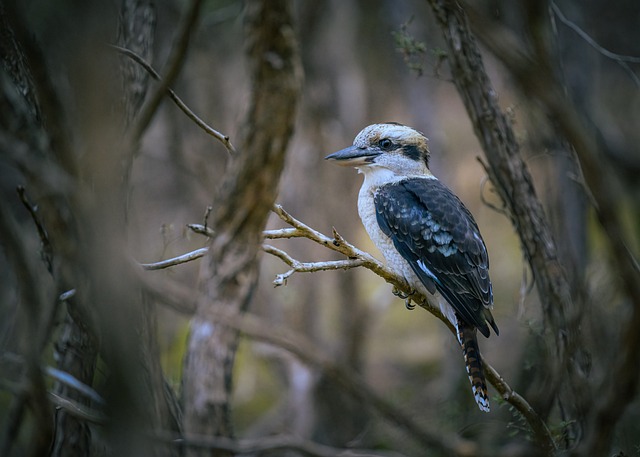 Laughing Kookaburra - Free photo on Pixabay