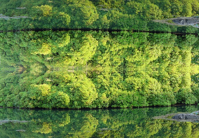 Free Forest Water photo and picture