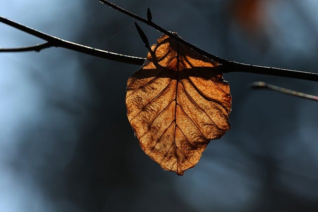 Free Fall Leaf photo and picture