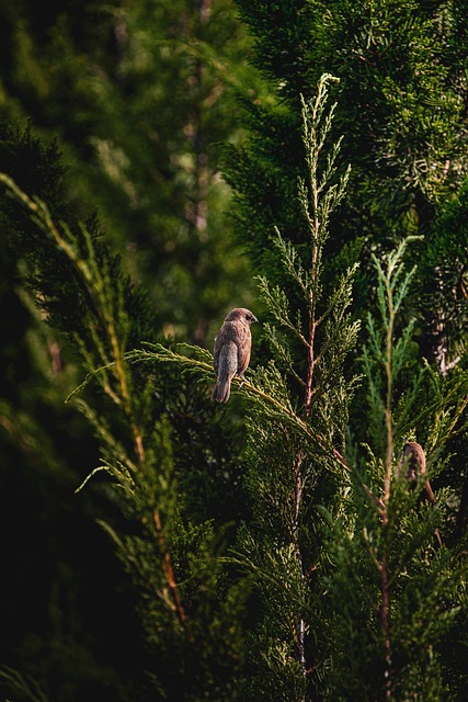 Free Bird Animal photo and picture