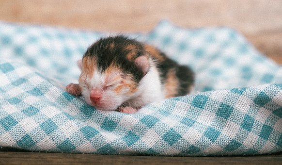 Free Cat Thucung photo and picture
