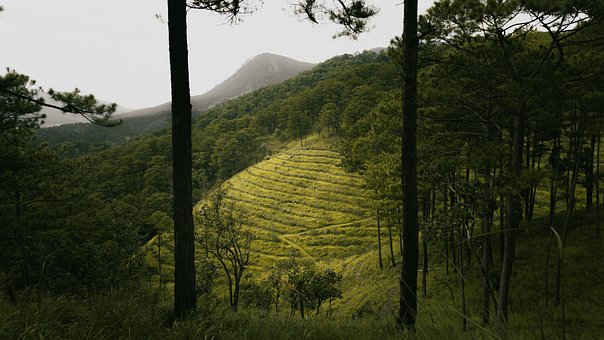 Free Forest Green photo and picture