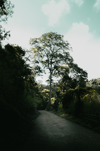 Free Tree Sky photo and picture