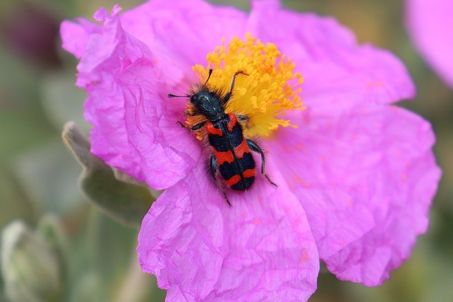 Free Insect Beetle photo and picture