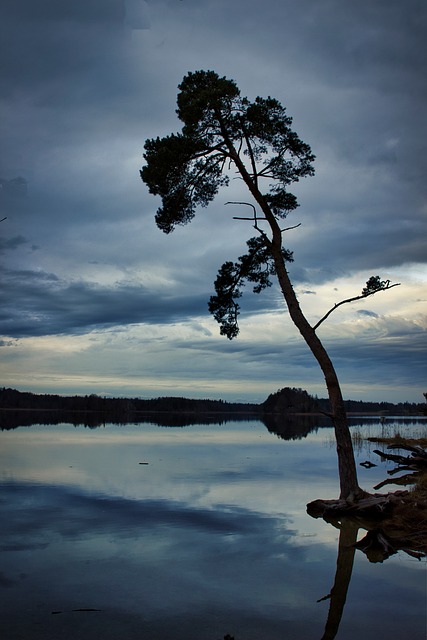 Free Tree Nature photo and picture