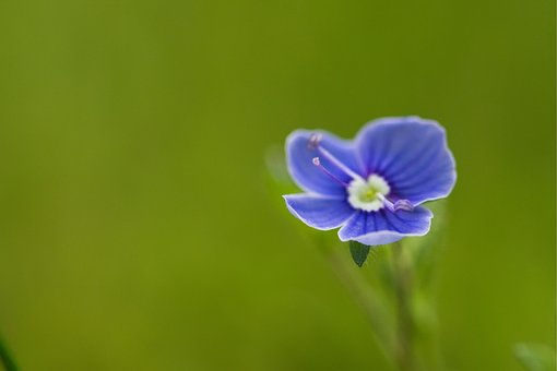 Free Flower Plant photo and picture