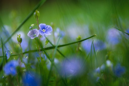 Free Honor Award Nature photo and picture