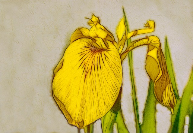 Free Iris Flower photo and picture
