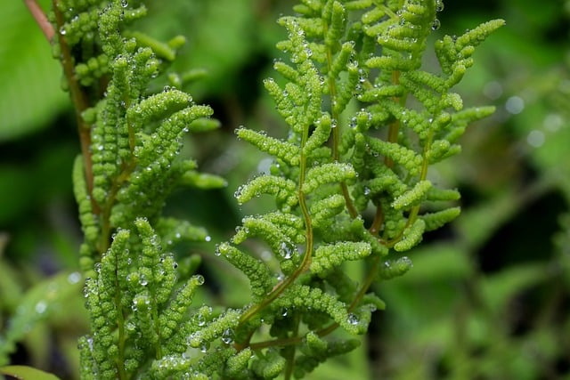 Fern, Op Jacht Naar Koningen, Irriteren