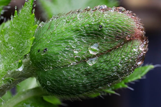 Papaver, Knop, Bloem, Dauwdruppels