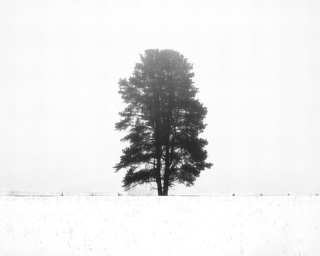 Free Fog Nature photo and picture