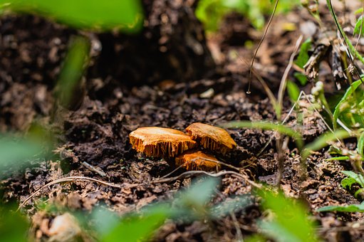 Pilz, Wald, Natur, Moos, Spore, Korb