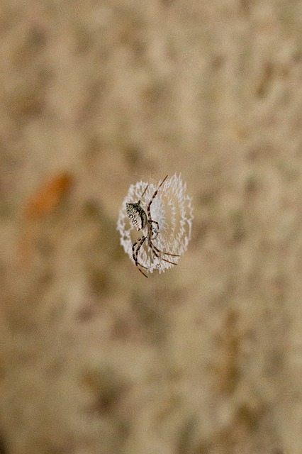 Spinne, Natur, Spinnentier, Insekt, Netz