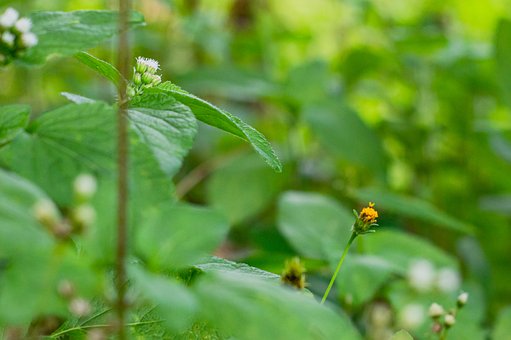 Blackjack, Kasino, Poker, Pflanze, Natur