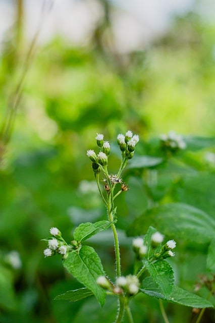 Blackjack, Kasino, Poker, Pflanze, Natur