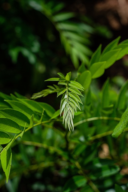 Grün, Blätter, Blatt, Pflanze