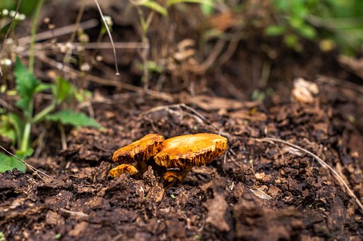Pilz, Wald, Natur, Moos, Spore, Korb