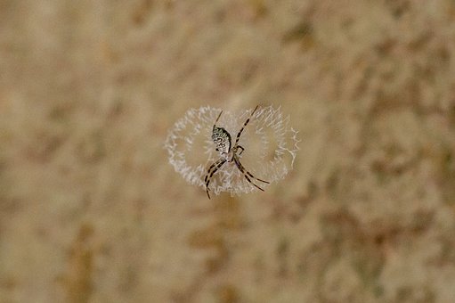 Spinne, Natur, Spinnentier, Insekt, Netz