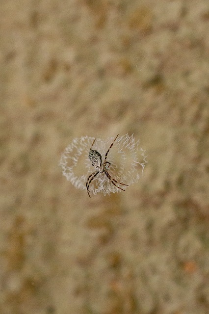 Spinne, Natur, Spinnentier, Insekt, Netz