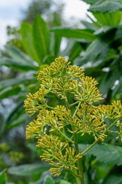 Grün, Blätter, Blatt, Pflanze
