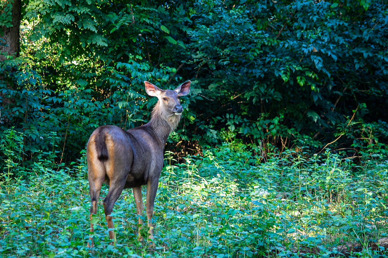 Deer Nature Wildlife - Free photo on Pixabay