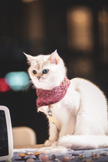 Free Cat Animal photo and picture
