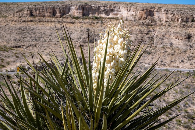 Free Yucca Carlsbad Caverns photo and picture