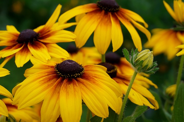 Free Flower 4K Wallpaper 1920X1080 photo and picture