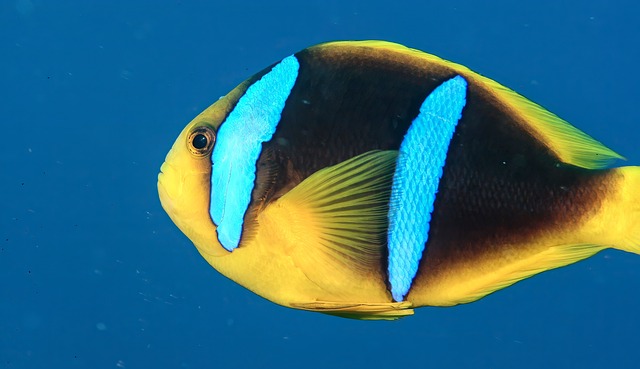 Fish Fiji Naia - Free photo on Pixabay