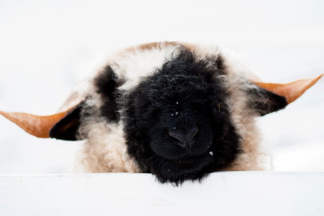 Free Sheep Animal photo and picture