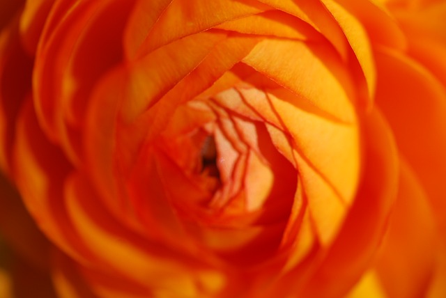 Free Nature Spring photo and picture