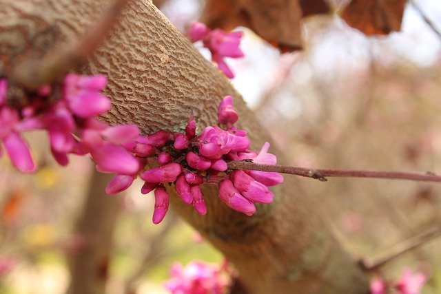 Free Flower Spring photo and picture