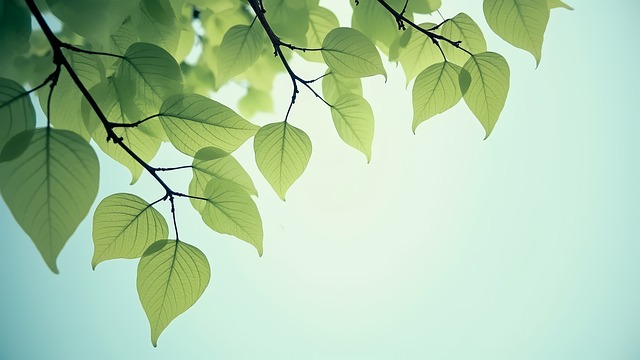 Free Leaves Leaf illustration and picture