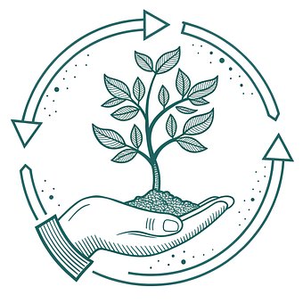 Free Olding A Sapling Sapling illustration and picture