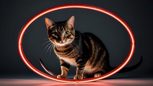 Gato, Animal Domestico, Animal