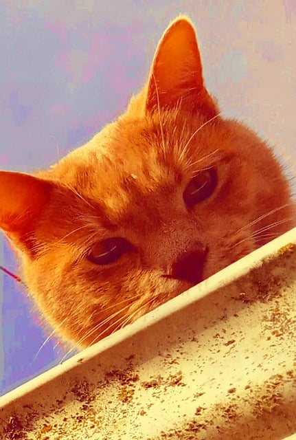 Free Roof Cat photo and picture