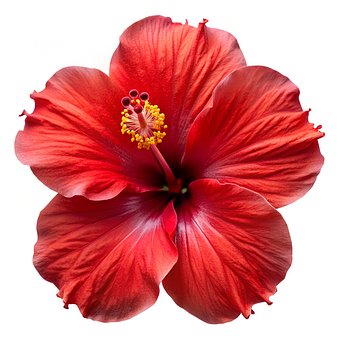 Free Ai Generated Flower illustration and picture