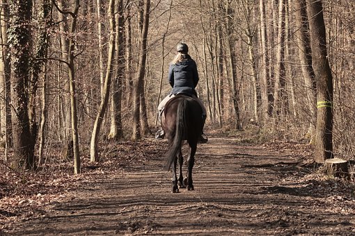 Free Horse Equestrian photo and picture