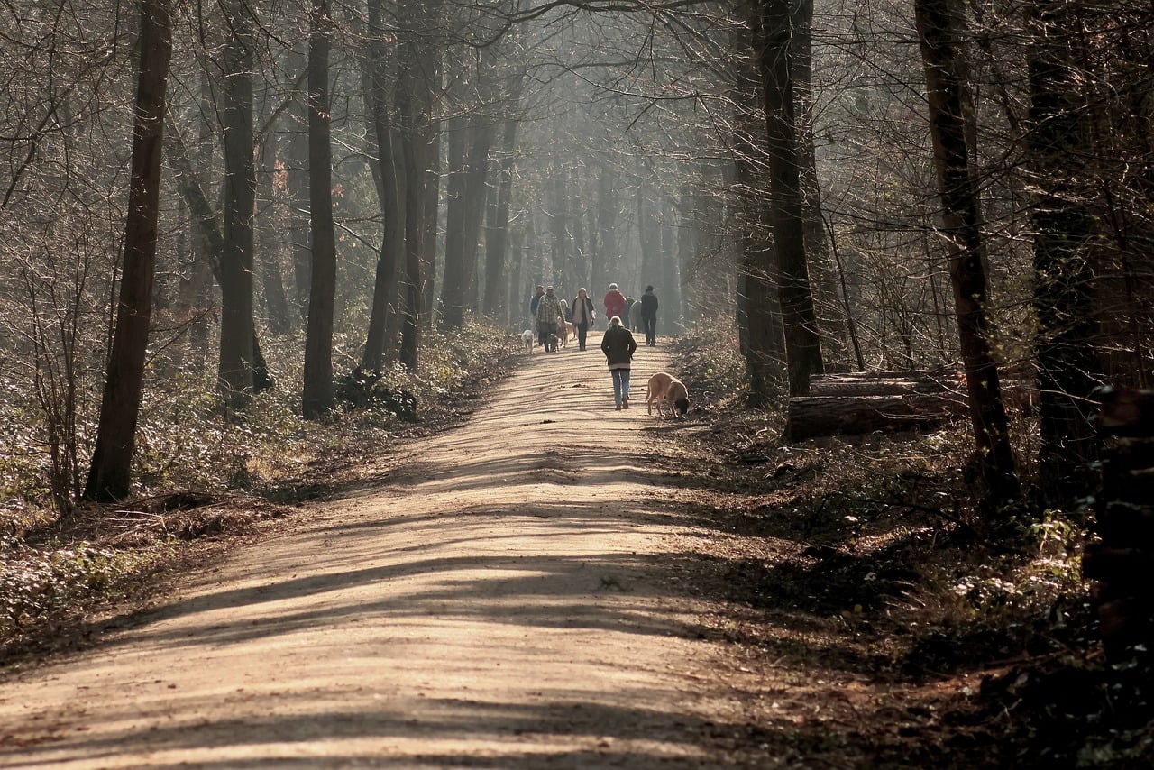 Download free HD stock image of Forest Trees Free Forest Trees photo and picture